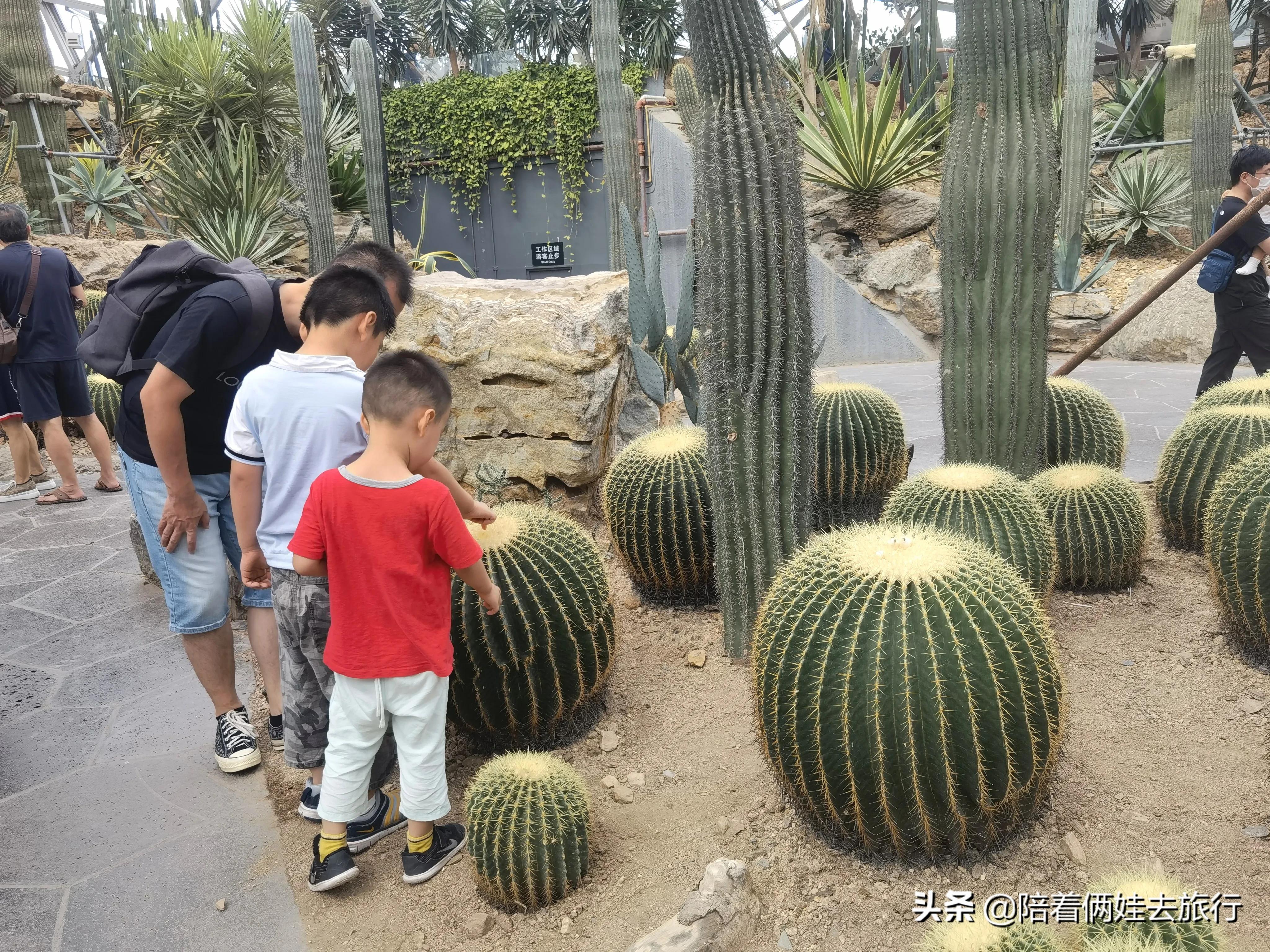 上海辰山植物园矿坑花园,辰山植物园矿坑花园修好了吗