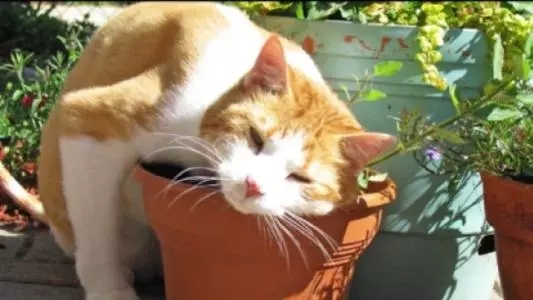 还有吸猫薄荷更严重的猫吗,有只猫吸了猫薄荷