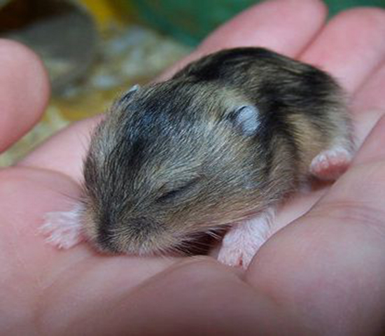 可伶仓鼠不慎骨折，不想事后诸葛亮，这四个预防措施很管用！