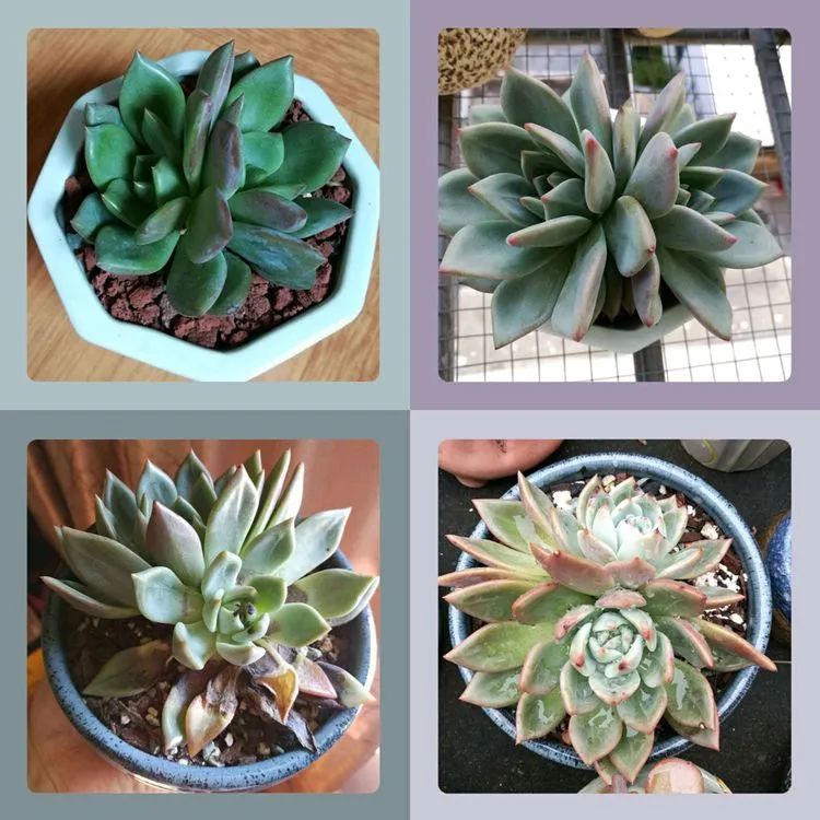 适合从小养到大的多肉,由小到大由浅入深