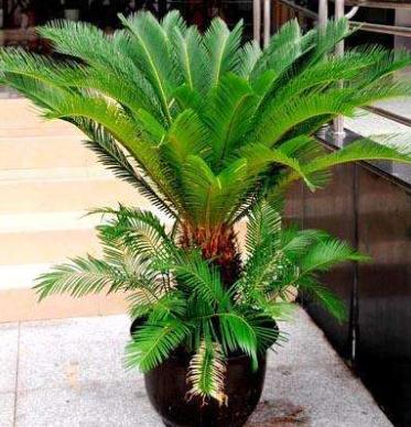 铁树皮实的小技巧,铁树怎么养不黄叶