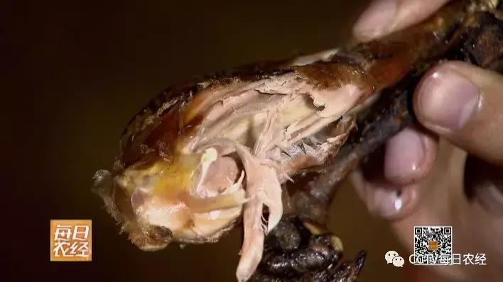 云龙诺邓火腿加工,云龙矮脚鸡