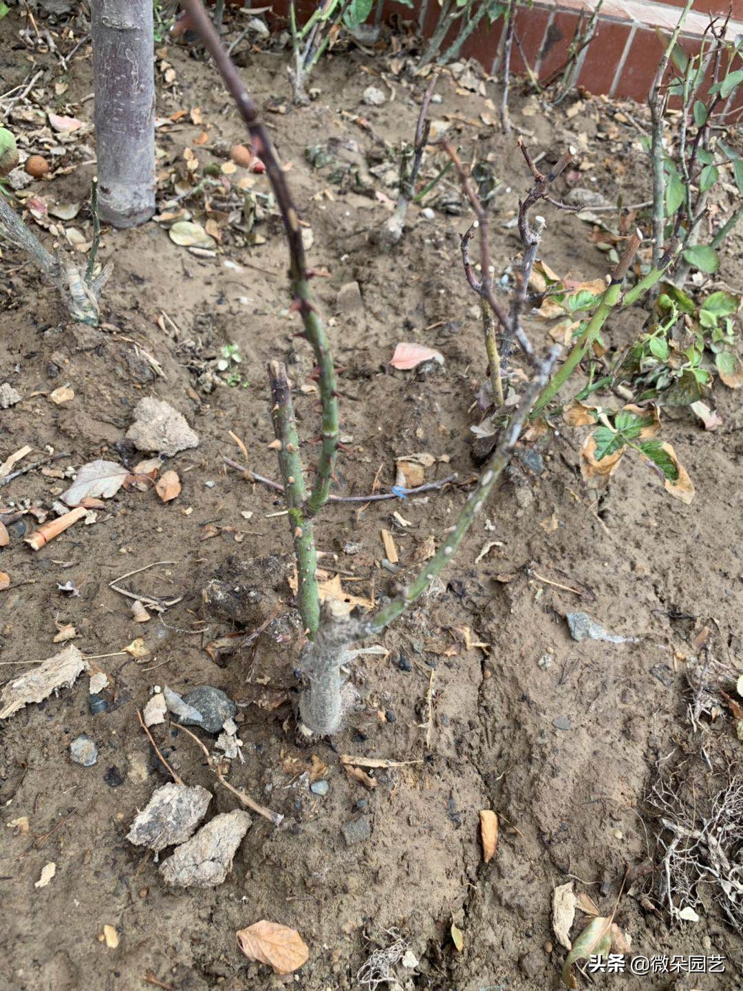 盆栽月季为什么慢慢枯枝黄叶呢,月季枝条上枯枝病枝要不要剪掉