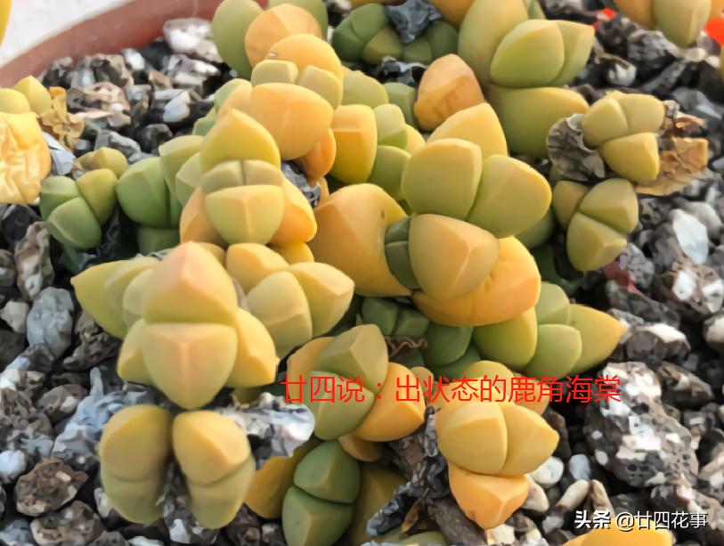 鹿角海棠怎样养爆花视频,大老桩鹿角海棠爆盆最简单方法