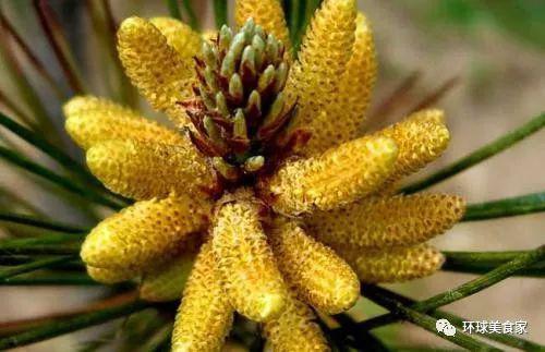 破壁松花粉对降血糖有作用吗,松康达破壁松花粉能降血糖吗