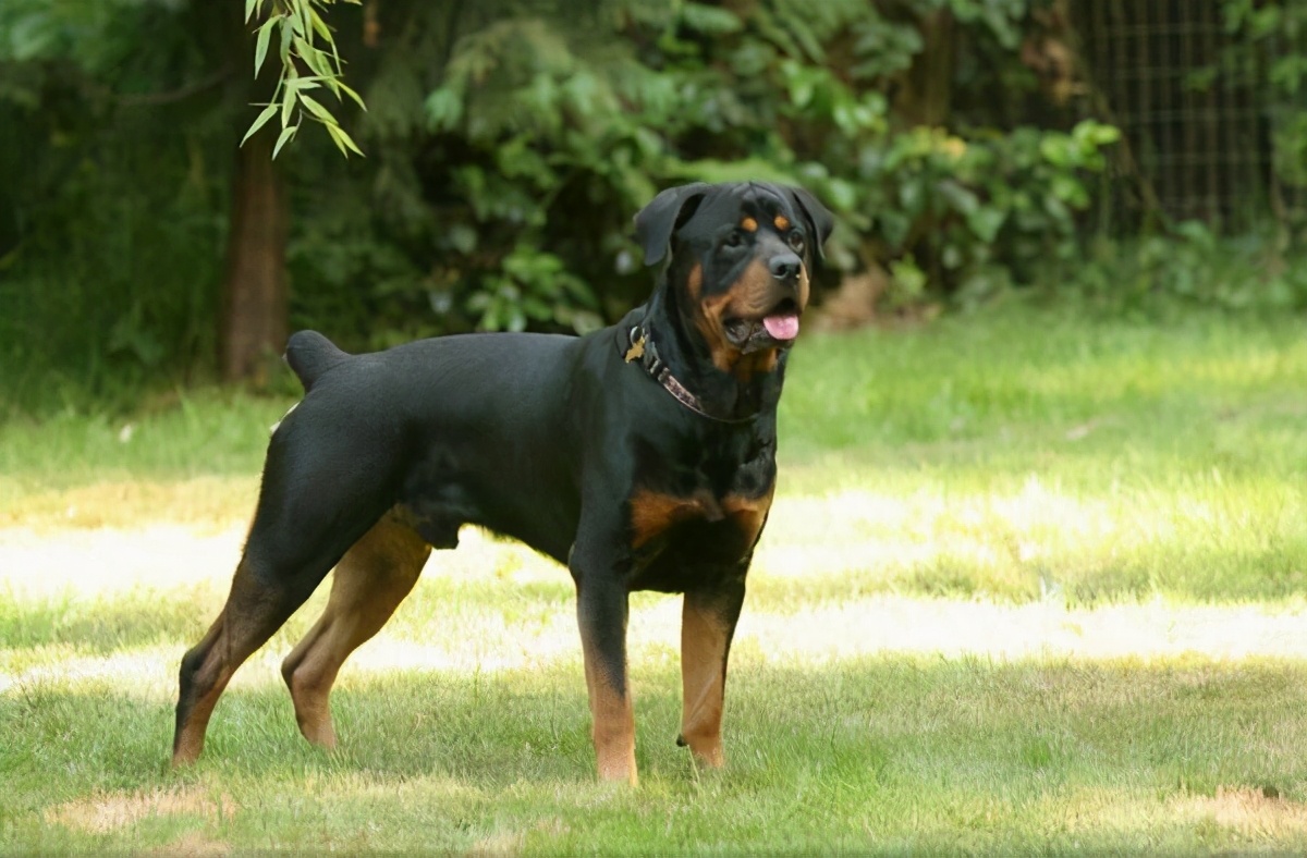 狗狗怀孕60天了还有褐色分泌物,狗狗怀孕45天怎么可以摸到狗宝宝