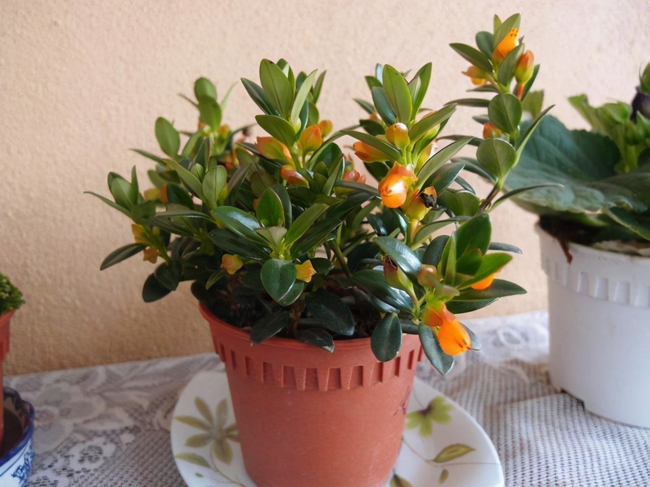 金鱼吊兰怎么养越养越亮,金鱼吊兰怎么养最旺盛