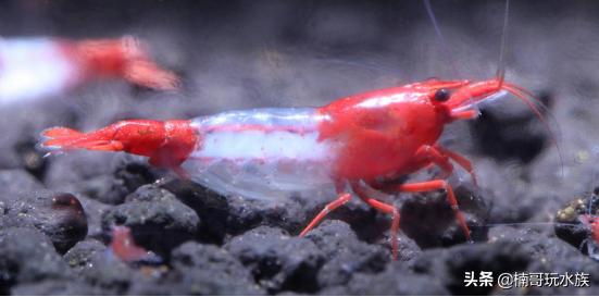 最常见的观赏虾以及饲养知识,观赏虾的饲养与繁殖方法