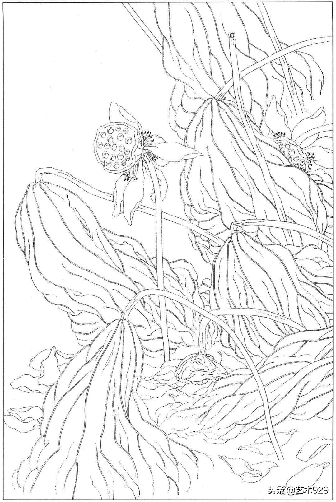 余稚荷花蜻蜓图高清白描底稿,白描荷花勾线方法讲解视频