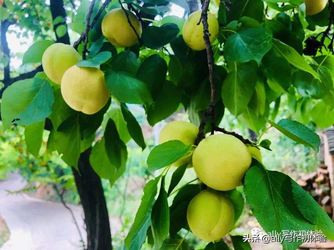 好物知时节的橱窗,好物知时节长春