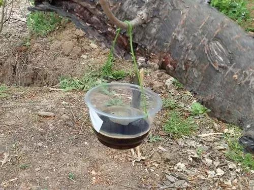 樱桃果蝇危害,樱桃果蝇怎么防治最有效