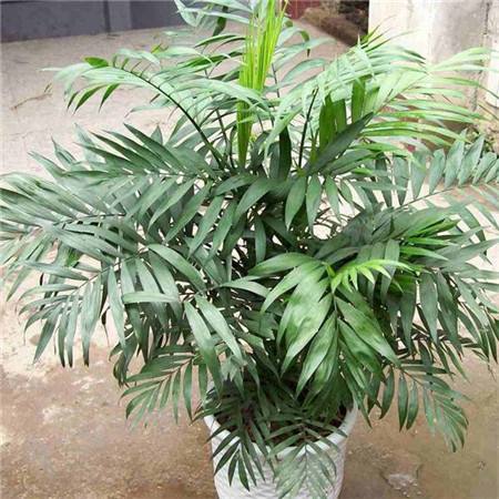 袖珍椰子发黄怎么办,袖珍椰子怎么养才不会黄叶