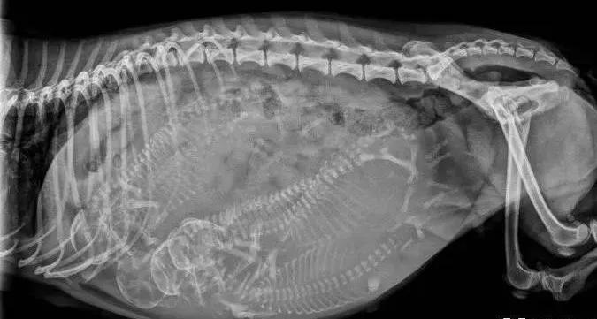 怎么判断猫咪怀孕了还是假孕,怎样判断猫咪是否怀孕初期症状