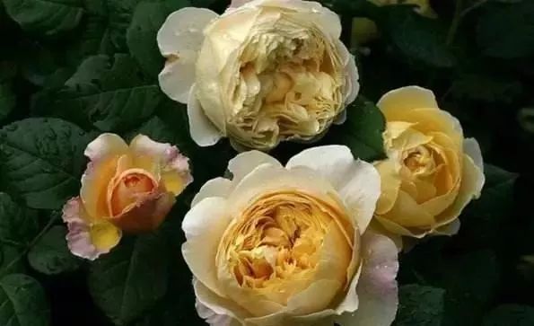 一万年一次的2020520；一起认识100种玫瑰~别送错啊