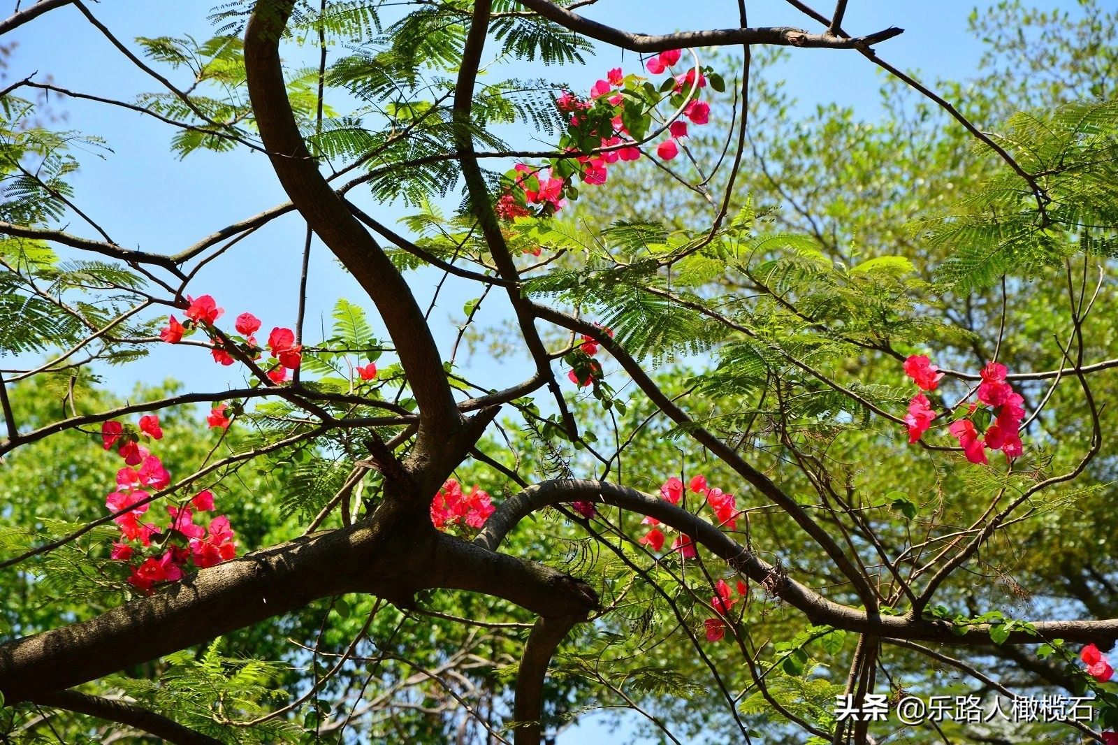 深圳园博园有什么好玩的,深圳园博园旅游指南