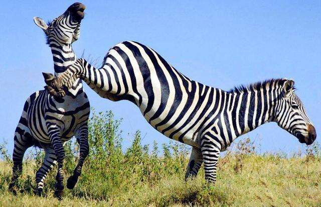 说文解字小结,说文解字第625课