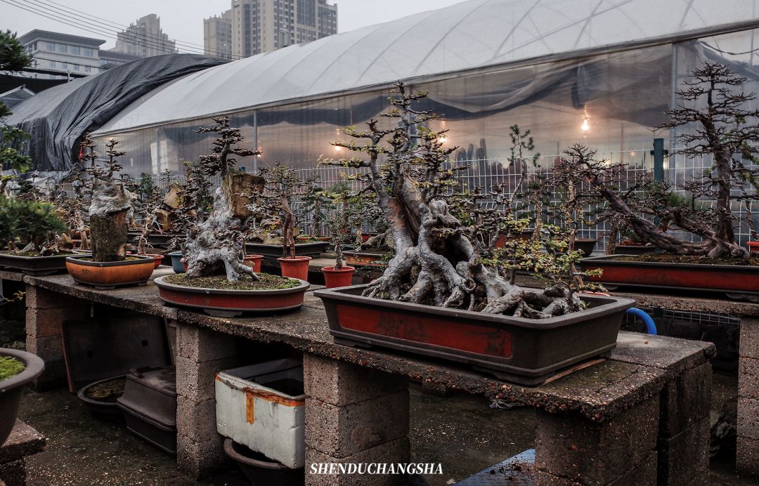 长沙旅游攻略必玩的十大景点介绍,长沙适合秋季打卡的景点