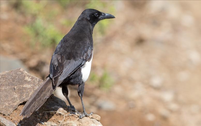 广东常见鸟类图谱和名称图文,东江揽胜鸟类