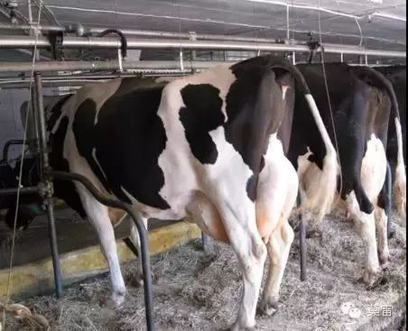 奶牛产后护理及注意事项,奶牛场产后护理如何做