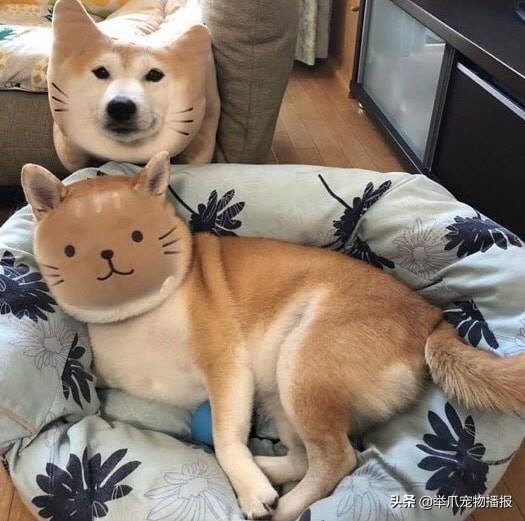 敬业狗狗霸气为牛群开路,敬业的狗狗