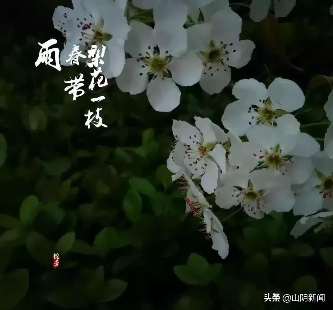 春天里最美的遇见歌曲,春天最美的文案就是油菜花