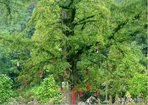 打卡之地,打卡水杉林