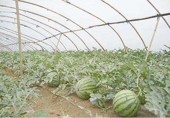 早佳8424西瓜种植方法,8424西瓜种植的方法和技术