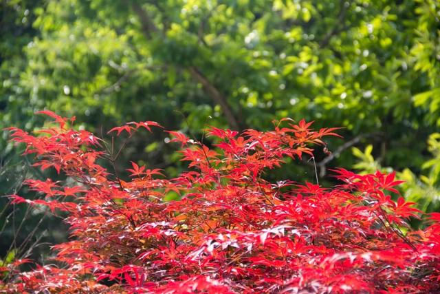 秦岭九天山,秦岭九天山图片大全