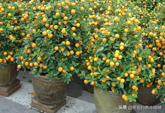 治金桔黄叶,夏季金桔掉叶黄叶可以换盆吗