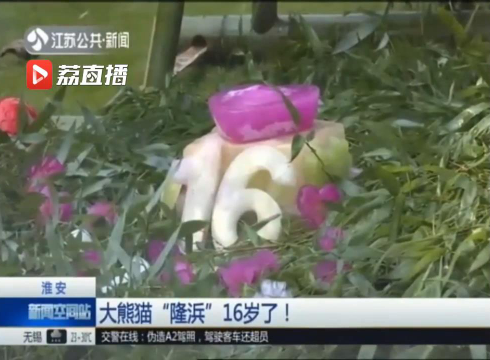 大熊猫生日快乐,淮安动物园大熊猫名字