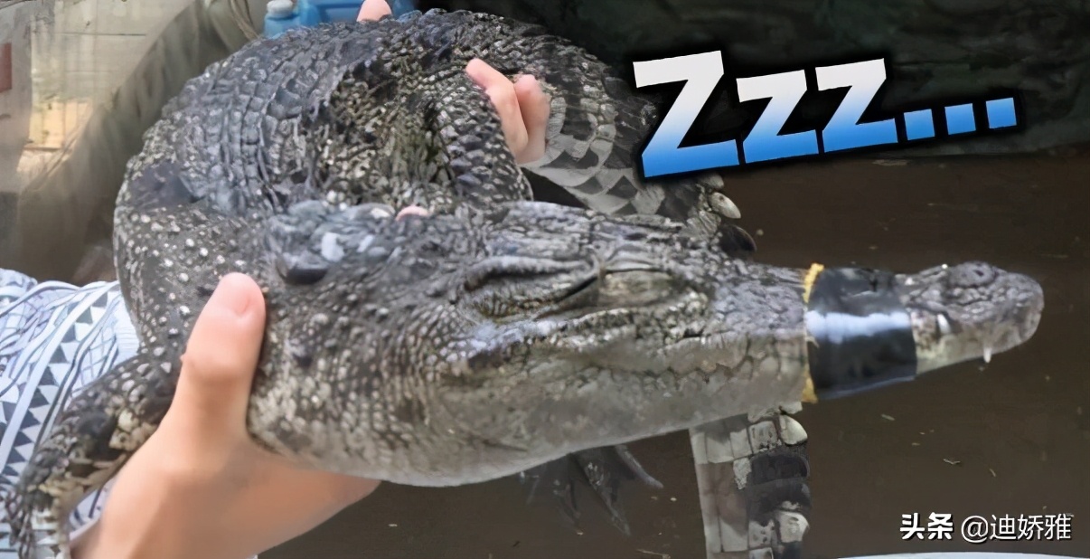 关于鳄鱼的知识和秘密,鳄鱼冷知识科普