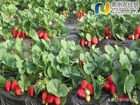 湖北省优质农产品产销对接会,产销对接蔬菜直供超市