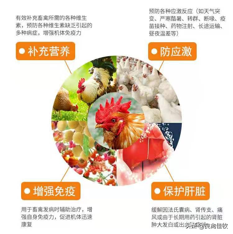 速补21鸡药,速补21价格