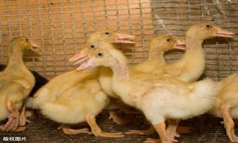 遇到鸭肝炎怎么办？龙昌胆汁酸帮你干