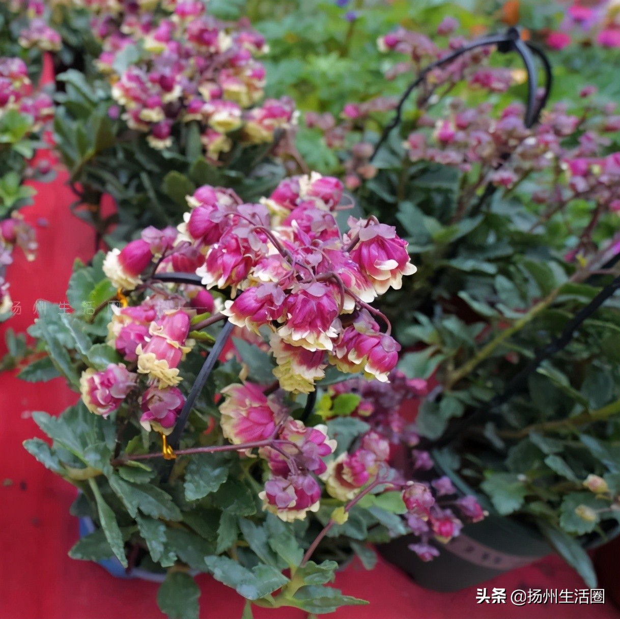 2元花盆批发清仓,2元花卉批发市场