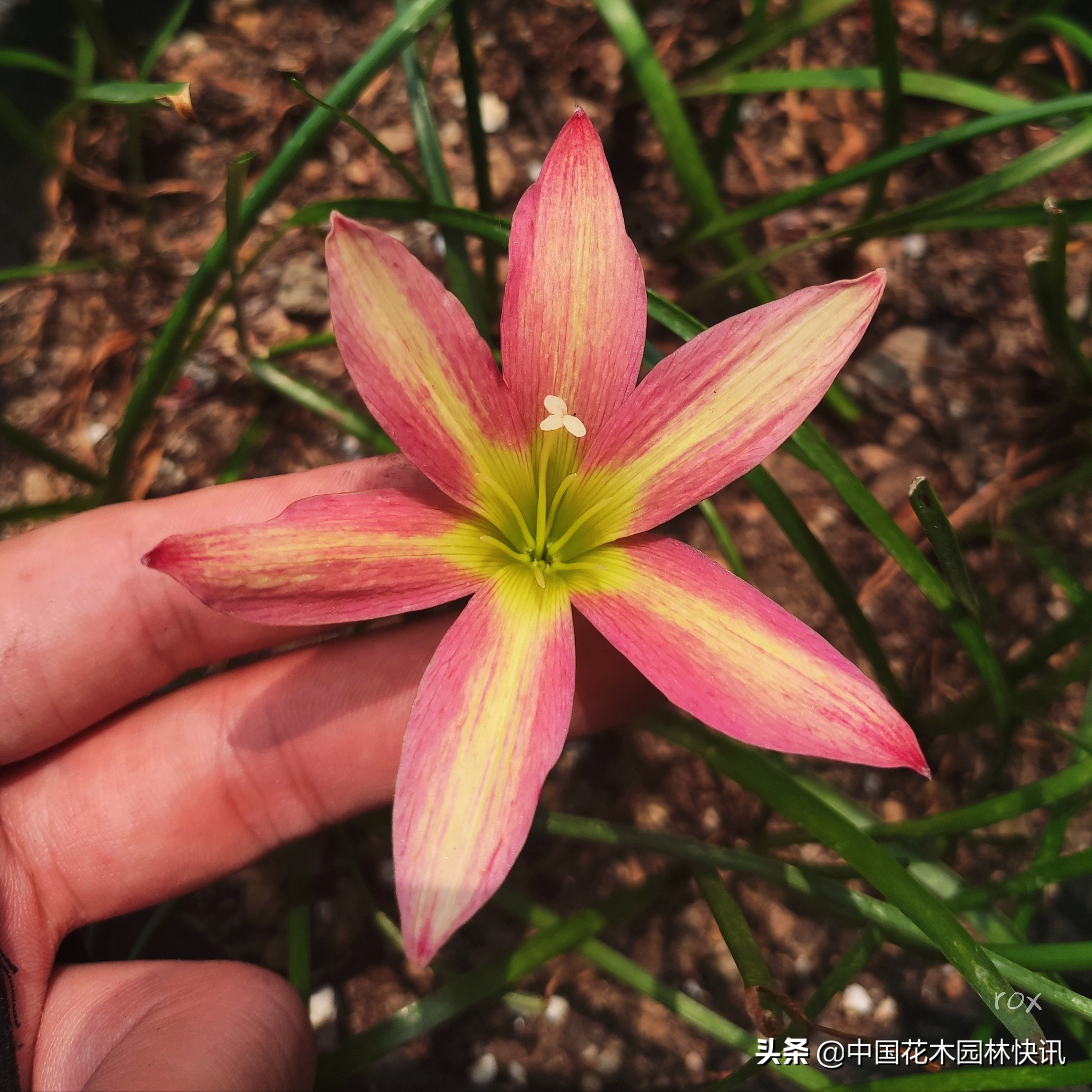 广西青年韦家隆：批量育成睡莲风雨兰新品种