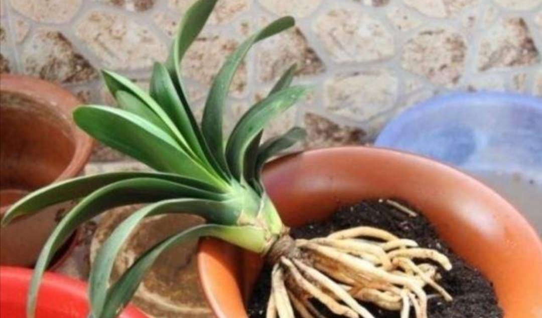 刚买君子兰换盆方法,刚买的君子兰换盆的正确方法