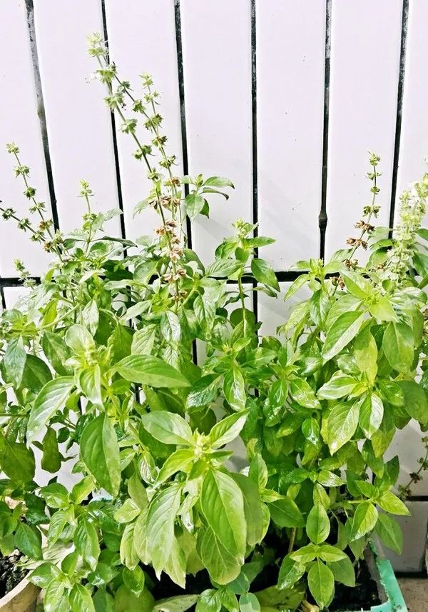 一场知识交换：你教我用罗勒做菜，我教你用盆种出罗勒