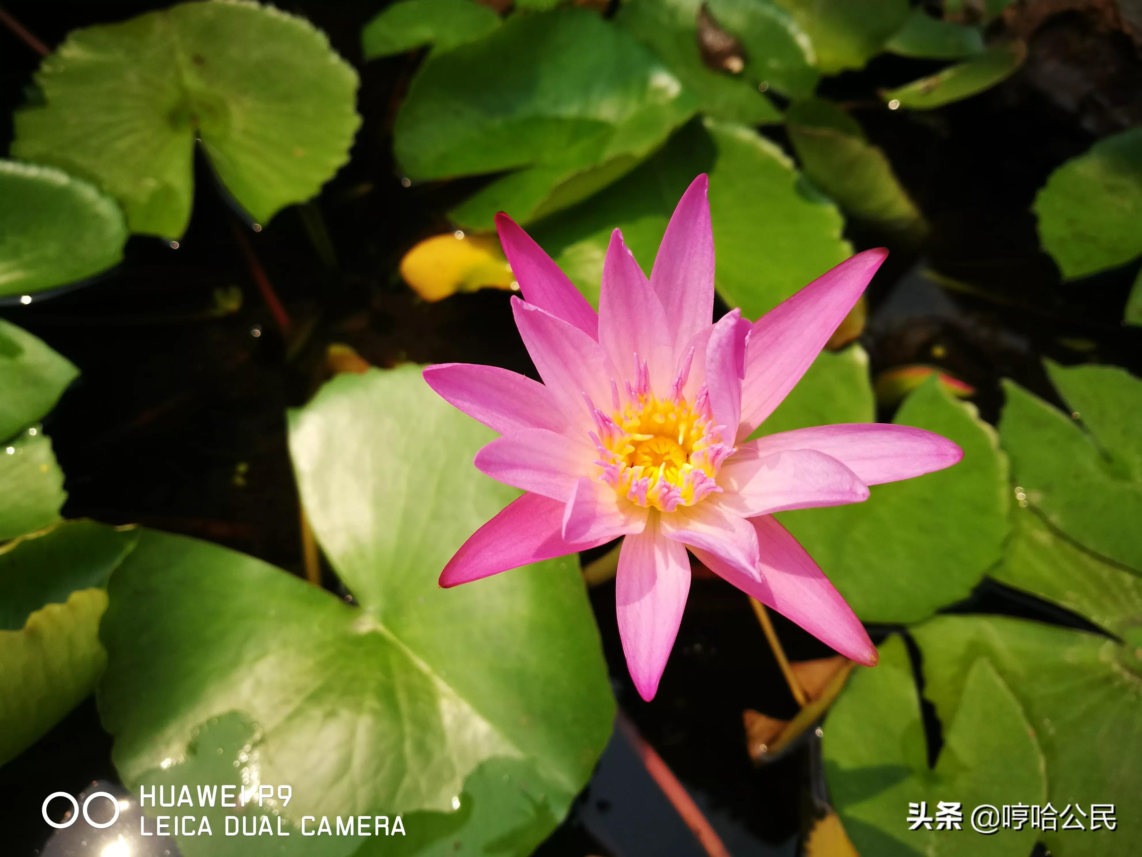 华为p9现在还值得入手吗,华为p9系列历代