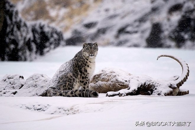 雪豹幕后冷知识,雪豹相关小知识