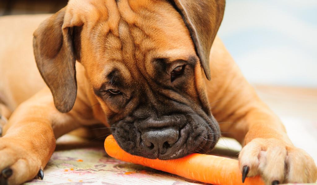 建议老年犬吃这些食物对身体好,老年犬需要补充什么营养