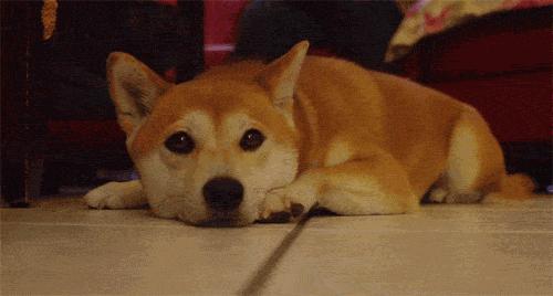 Pick到一家宝藏「宠物写真馆」!福利已谈好,铲屎官快冲鸭