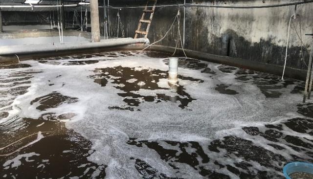 养殖南美白对虾如何调节水质,南美白对虾养殖过程中的水质管理