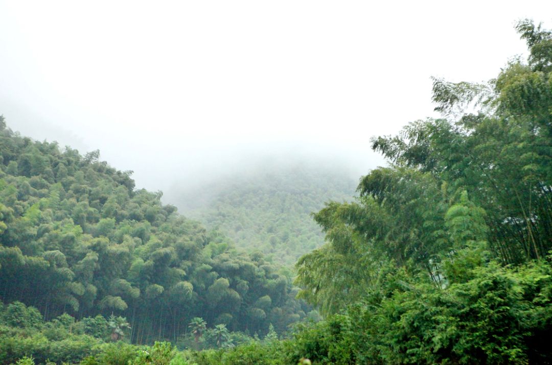 一场烟雨,把人困进仙境!藏在金华南山的这个小村,不求爆红,只求安静邂逅!