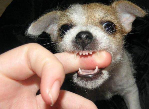 狗狗为保护主人而咬伤别人犯法吗,狗狗护食咬主人怎么办如何纠正