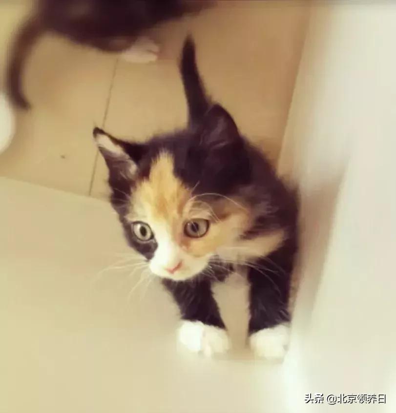 喵星人第二季,喵星人第2季免费观看