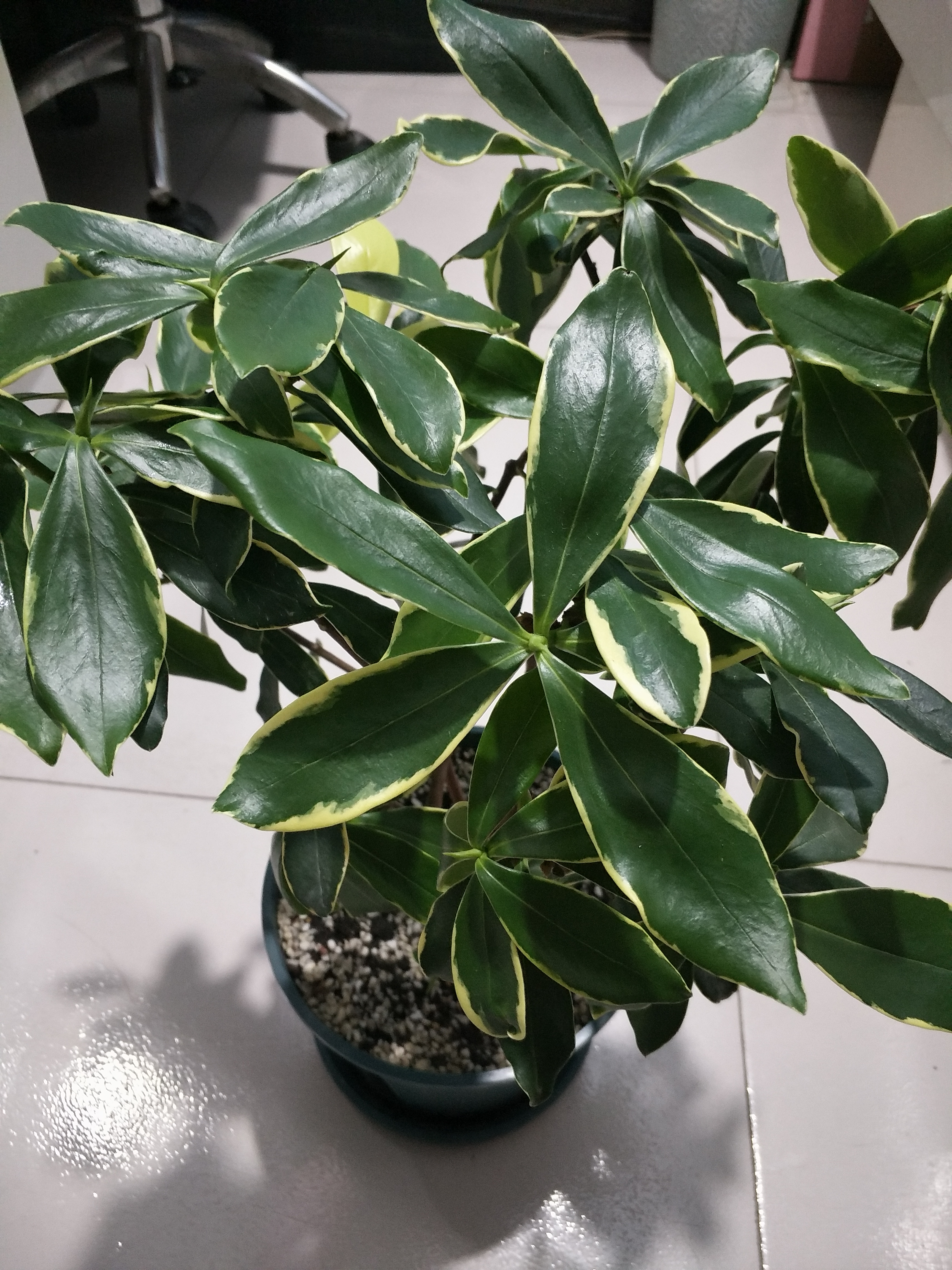 夏天暴晒金边瑞香叶子软下垂,金边瑞香夏季黄叶怎么回事