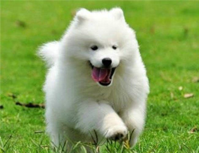 便宜又适合懒人养的小众宠物,单身男士上班族适合养什么宠物