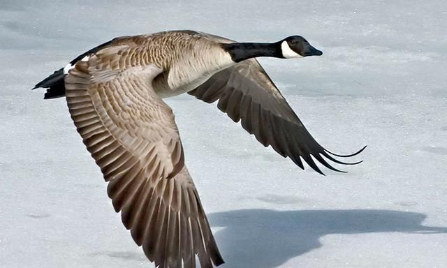 遇见恶霸你怎么办,遇见大鹅你应该怎么逃