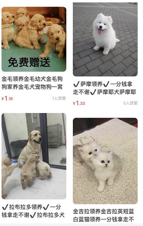 闲鱼买卖狗狗靠谱吗,闲鱼上卖的狗狗靠谱吗